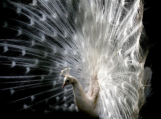 Otherwordly Bird, by Amanda Gazidis